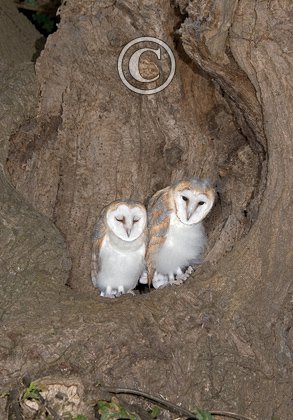 Young Barn Owls DM0904